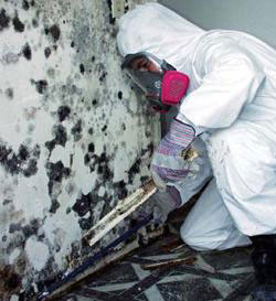 mold belongings remediation: 101 — paulamariesalas